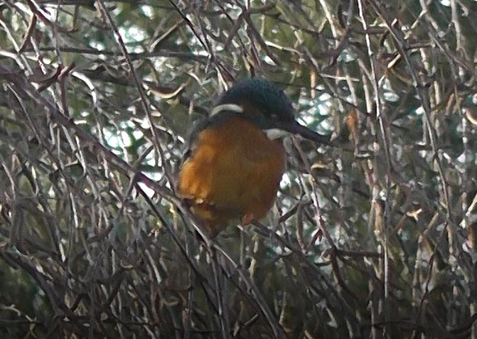 Kingfisher in tree by village pond, January 9th